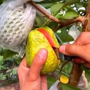 মিশরীয় ১২মাসি সবুজ পেয়ারা (green)