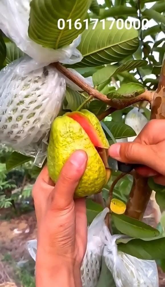 মিশরীয় ১২মাসি সবুজ পেয়ারা (green)