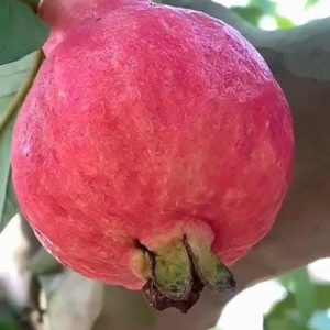 মিশরীয় ১২মাসি লাল পেয়ারা (red)