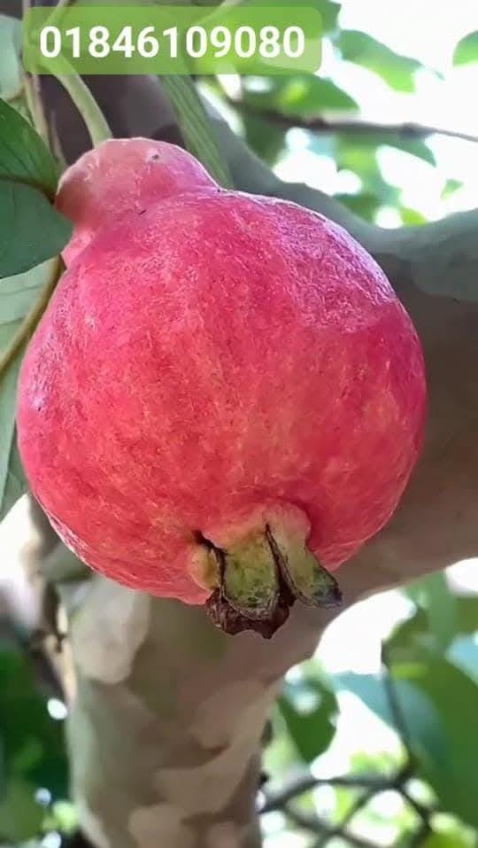 মিশরীয় ১২মাসি লাল পেয়ারা (red)