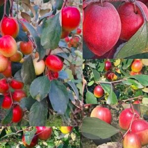 অস্ট্রেলিয়ান লাল আপেল বরই গাছ...