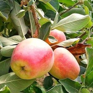 অস্ট্রেলিয়ান  আপেল গাছ....