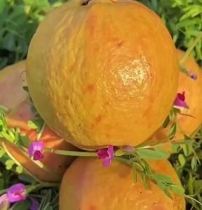 ইয়োলো পিংক পেয়ারা গাছ...