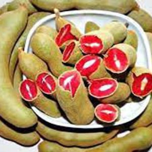 লাল তেতুল গাছ....