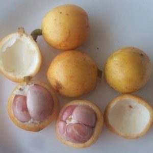 থাই লটকন গাছ....