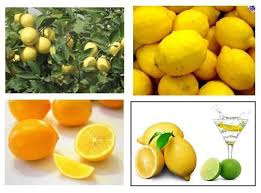 মেয়ার লেমন/ হলুদ লেবু গাছ....