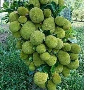 ১২ মাসি সবুজ কাঁঠাল গাছ....