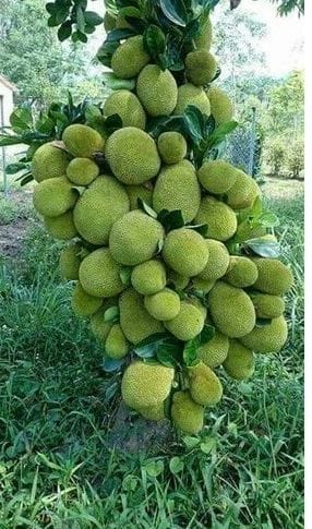 ১২ মাসি সবুজ কাঁঠাল গাছ....